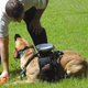 Image for article titled The Coming Age Of Cyborg Animals
